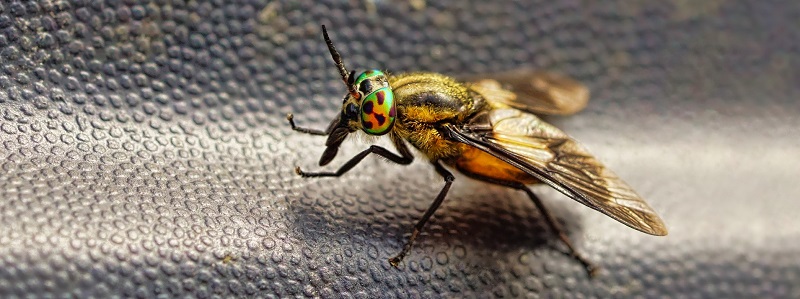 Insekten