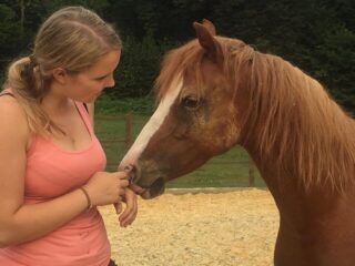 Lernen von fremden Pferden