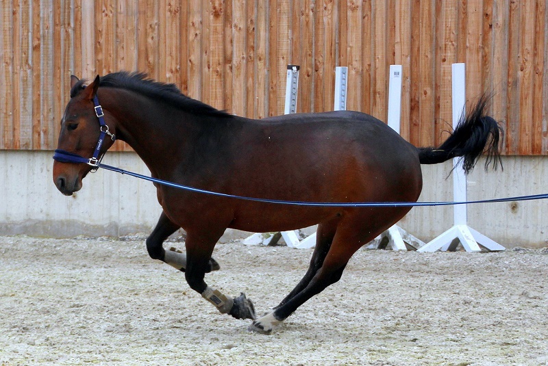 Pferd wird longiert