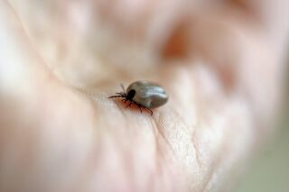 Insekten, Zecken und Ekzeme