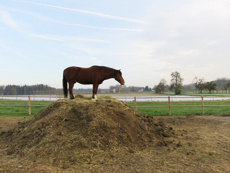 Pferd geniesst den Ausblick im Paddock Paradise