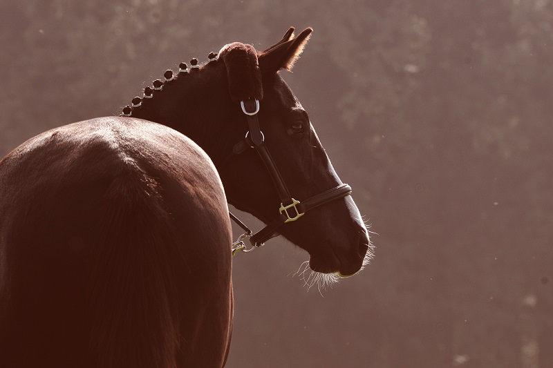 Tierschutzvorschriften in der Pferdehaltung