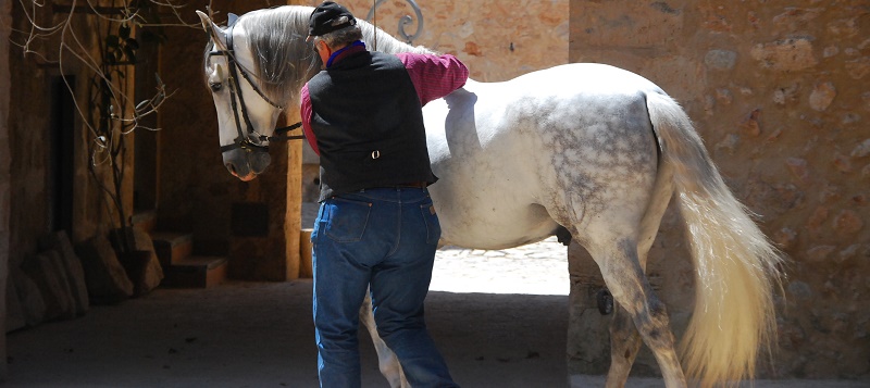 Dürfen wir Pferde reiten?