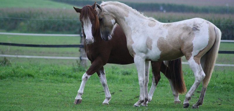 Wenn Pferde sich lieben