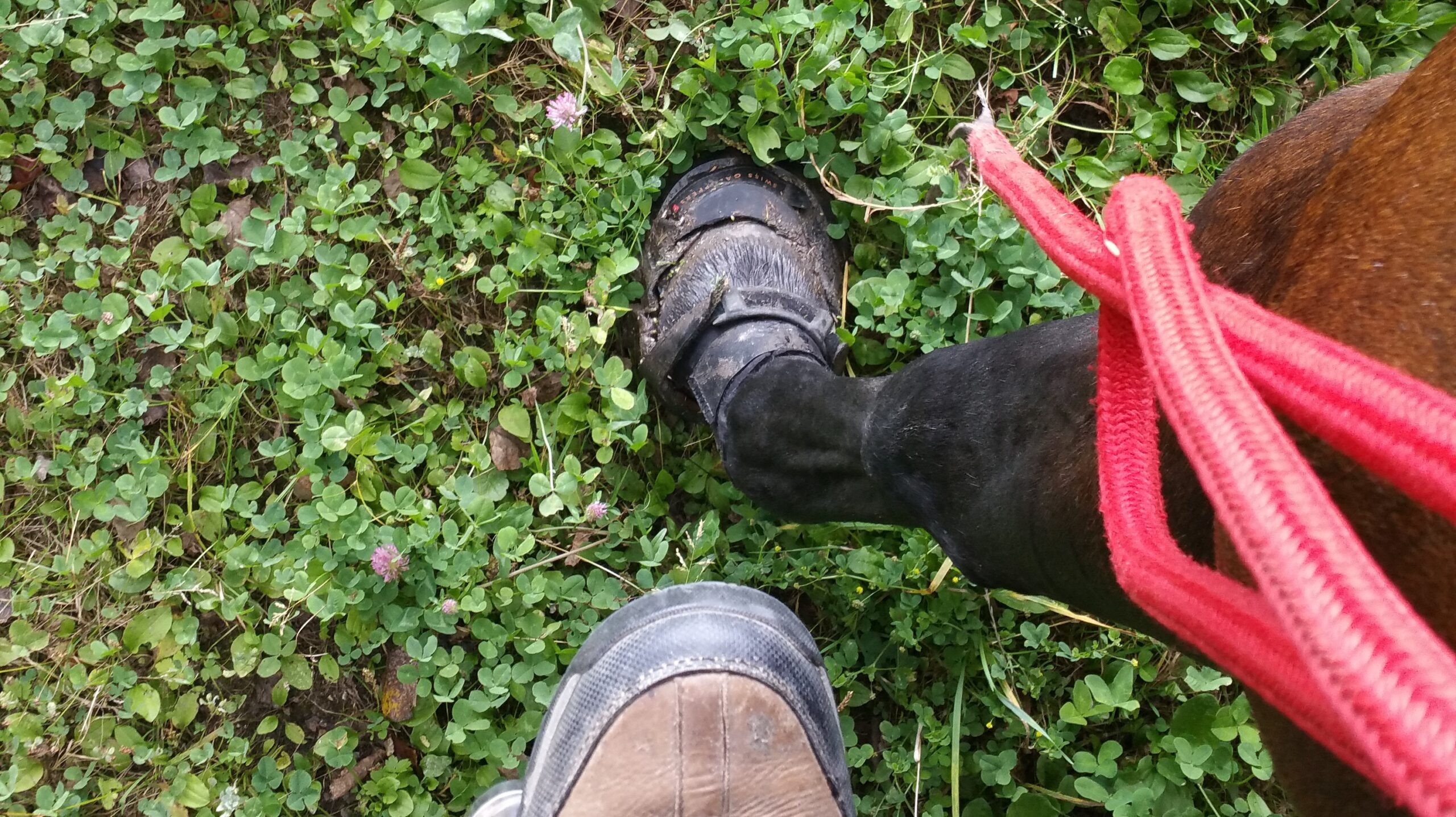 Der Hufschuh im Sumpftest