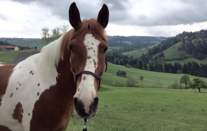 Pferde reiten – ganz oder gar nicht