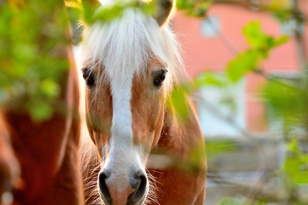Überlegungen zum Kauf eines Pferdes