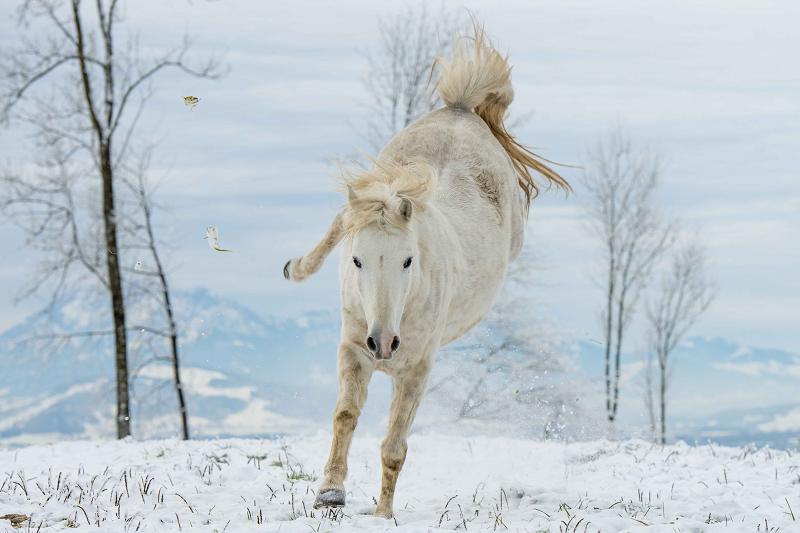 5 Tipps, wie Du Dein Pferd im Winter fit hältst