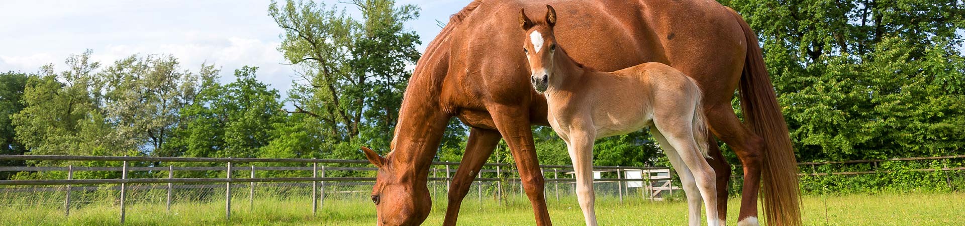 fb Umfassendes Pferdewissen