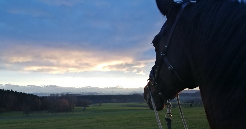 Beim gebisslosen Reiten ist ein Nasenband notwendig