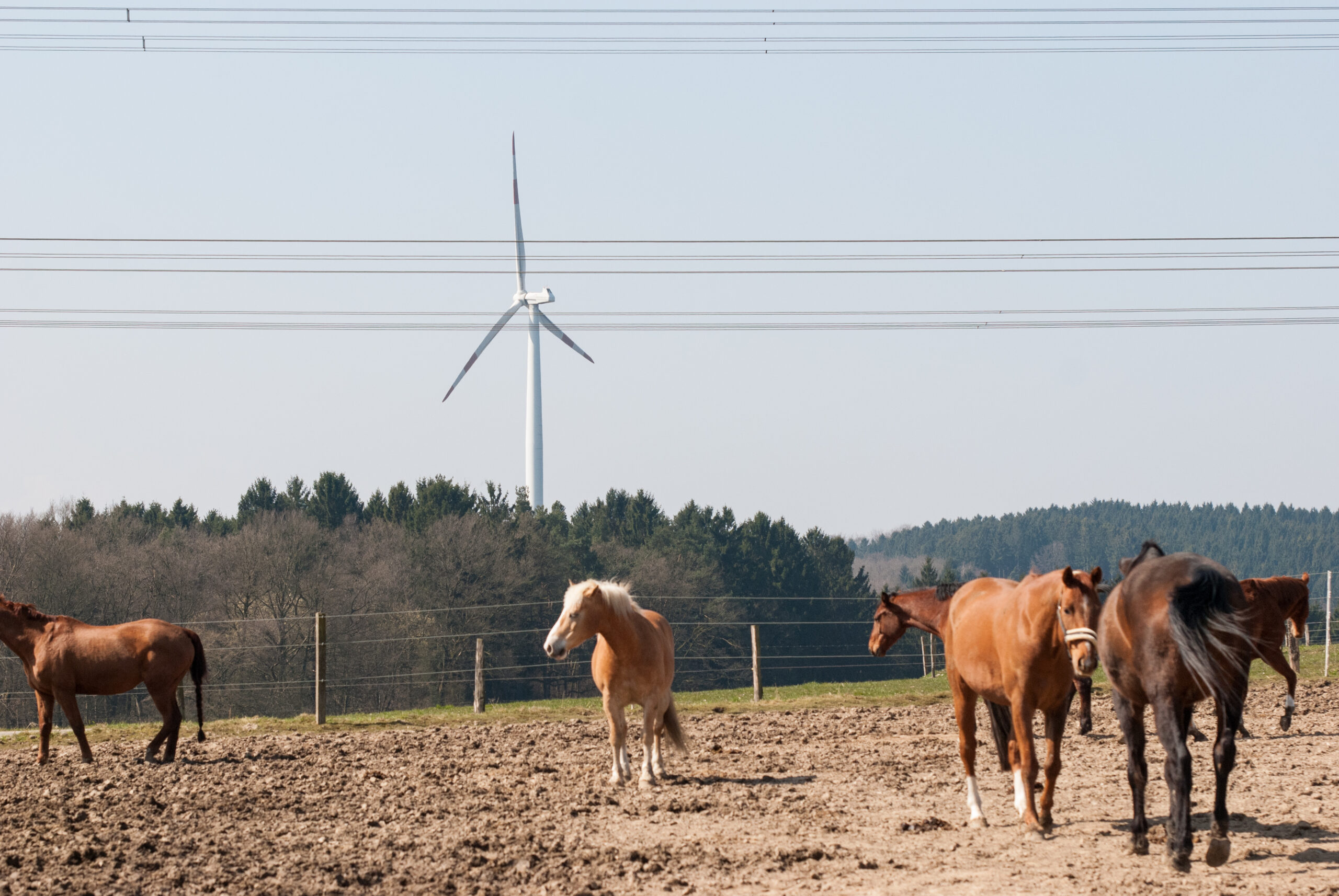 Elektroleitungen über der Pferdeweide