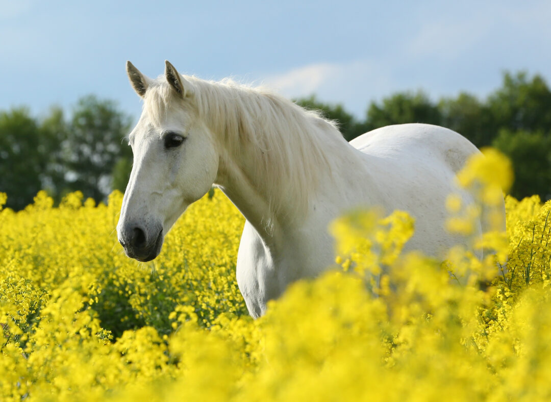 Reitsportmesse – Tierische Premiere