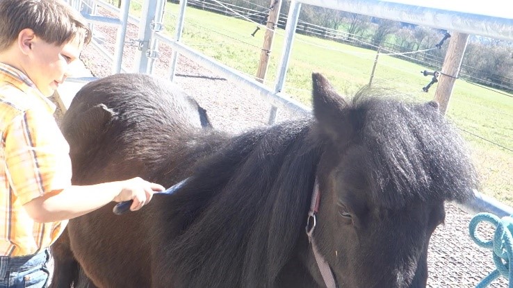 Wir bringen Deinen Kindern das Ponyhofleben direkt nach Hause!