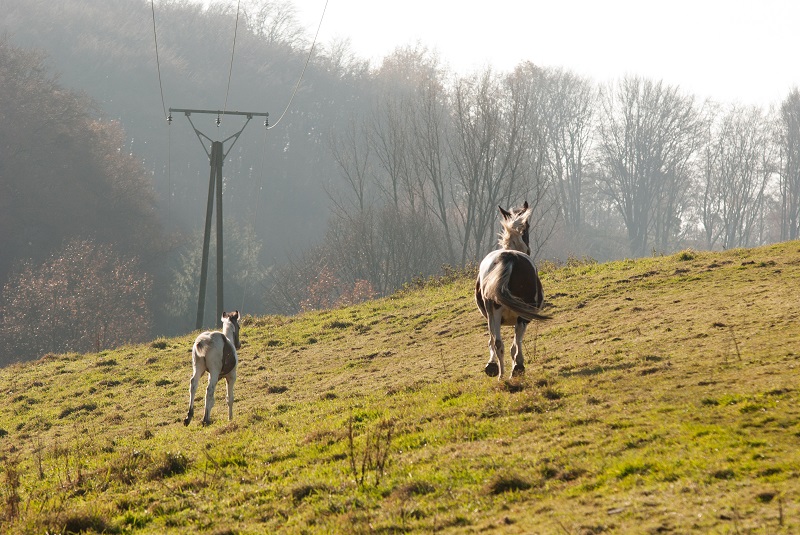 Elektroleitungen beim Pferdestall