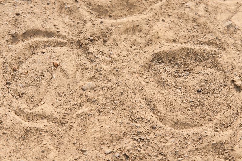 Hufabdruck im Sand