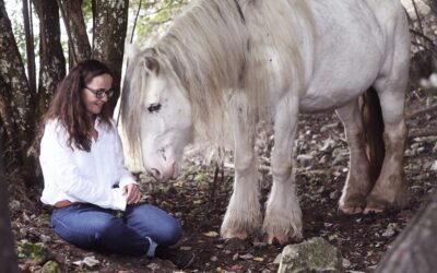 Kinesiologie für Pferde – die kompakte Ausbildung, die an alles denkt