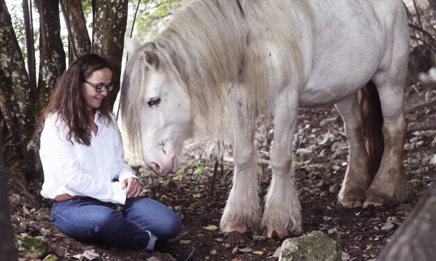 Kinesiologie für Pferde – die kompakte Ausbildung, die an alles denkt