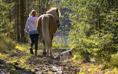 Haftung für Pferde unbekannter Eigentümer