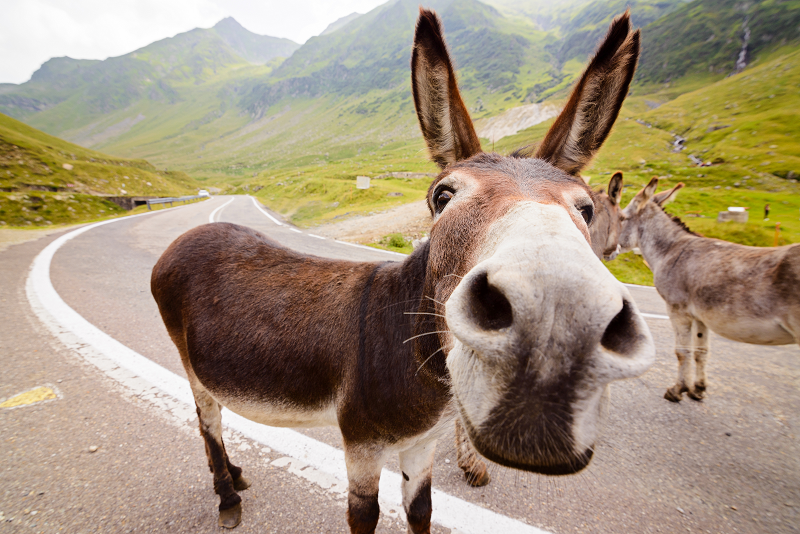 Besonderheiten von Eseln, Maultieren und Mauleseln in der Tierschutzverordnung Rechnung tragen