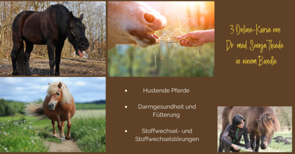 3 Kurse von Dr. med. vet. Svenja Thiede - Darmgesundheit / Stoffwechsel-Erkrankungen und Hustende Pferde