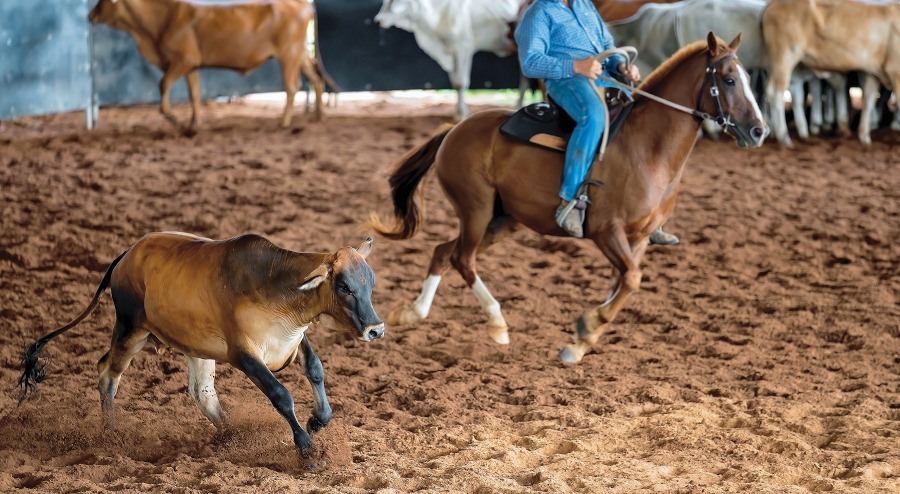 Spezialthema Arbeitsreitweisen im PASSION Frühling 24