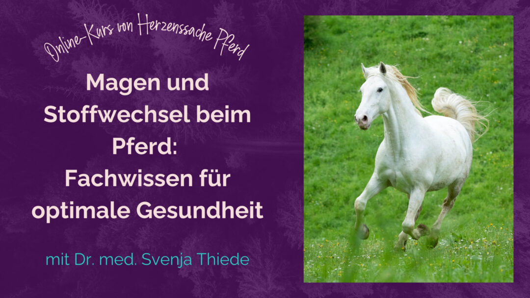 Magen und Stoffwechsel beim Pferd