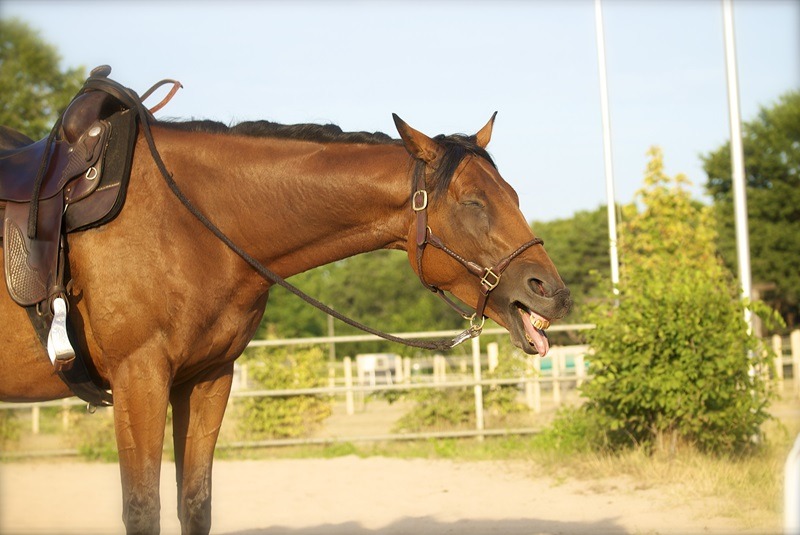 Ein Pferd muss gähnen können