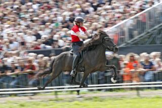 Islandpferde-Weltmeisterschaften