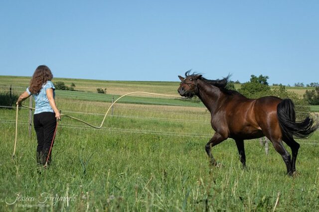 Ich wollte doch nur ein nettes Freizeitpferd...