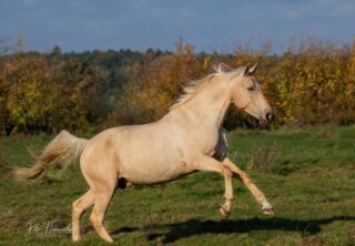 Spazierengehen mit Pferd... Vergnügen oder Stress und Kampf?