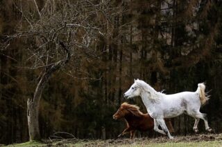 Stallwechsel ohne Stress