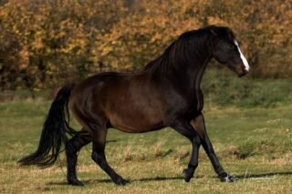 Was steckt hinter der Widersetzlichkeit Deines Pferdes?