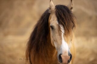Die mentale Gesundheit Deines Pferdes