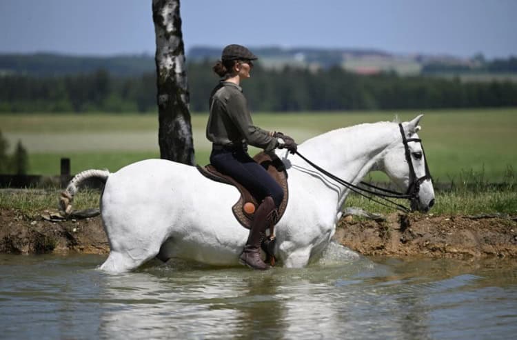 Falkenstein Classic Dressage