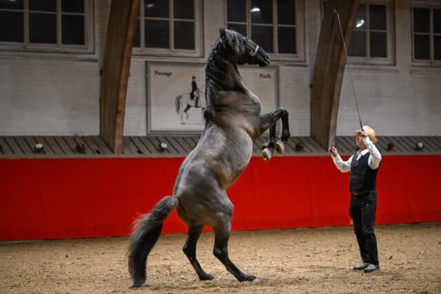 freiheitsdressur_herrmann_muntwyler-38_sm