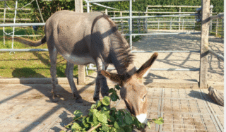 5 Jahre Eselmüller Stiftung