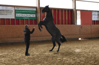 Freiheitsdressur 9
