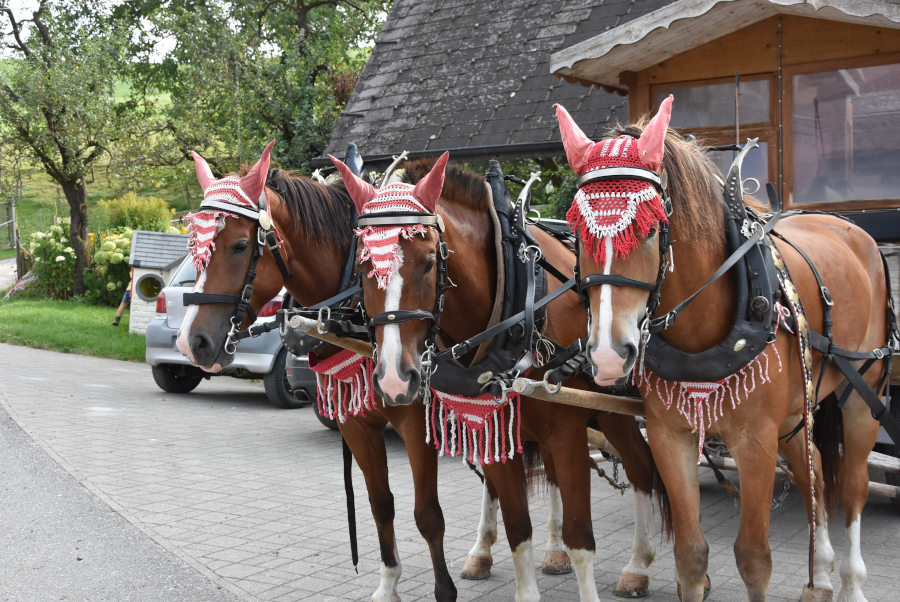 Zuverlässige Freiberger am Fonduewagen