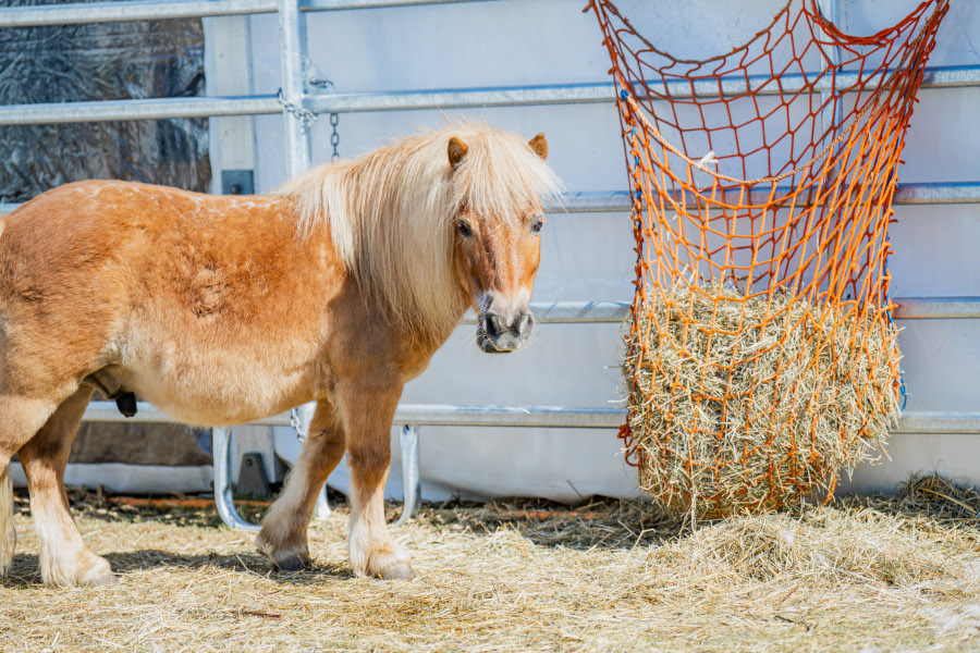 PFERD 24.04. – 03.05.2026