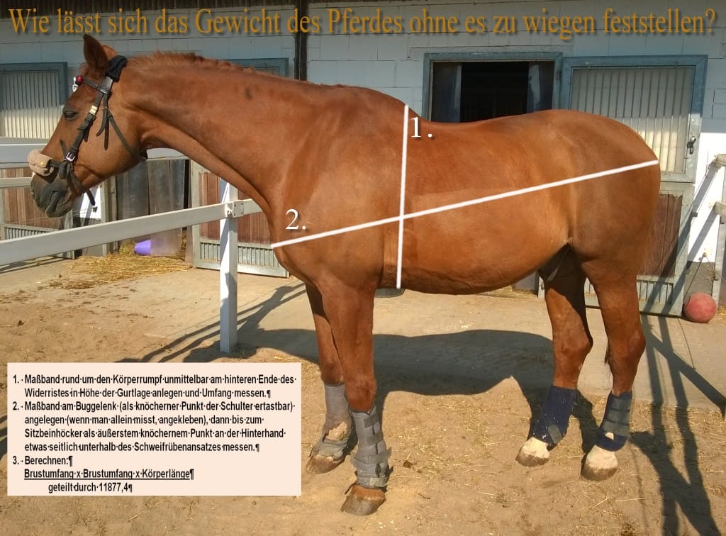 pferdegewicht messen